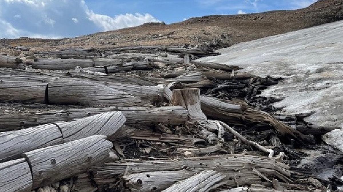 BOSQUE ANTIGUO | Encuentran un bosque de 5.500 años de antigüedad conservado en el hielo