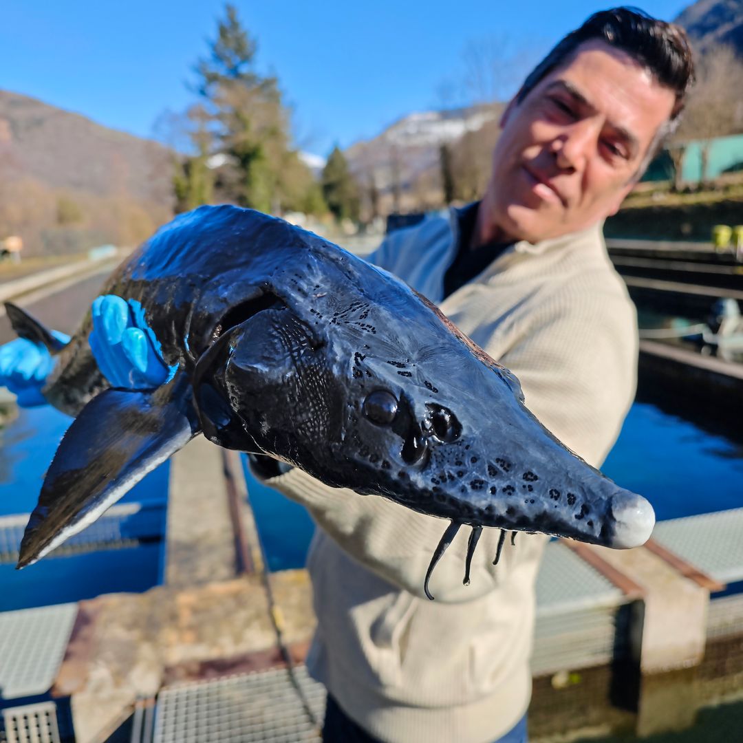 Sturgeon en manos del cuidador, Caviar Nacarii, Fish Farm, cerca de Vielha, Lleida 