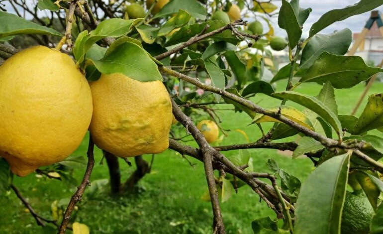 PROTEGER NARANJAS Y LIMONES | Un veterano del campo desvela el truco de la soga mojada para conservar la fruta: «No es magia, es ciencia»