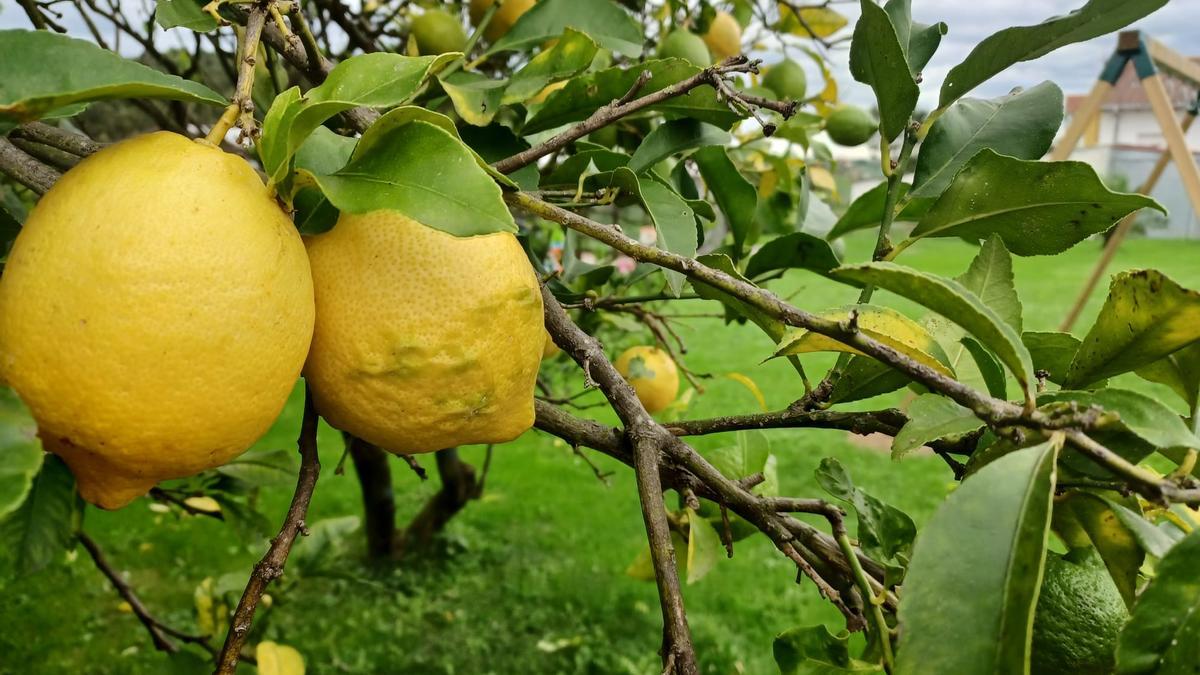 PROTEGER NARANJAS Y LIMONES | Un veterano del campo desvela el truco de la soga mojada para conservar la fruta: «No es magia, es ciencia»