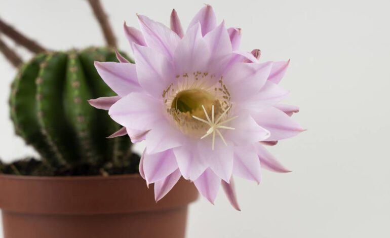 Echinopsis eyriesii, el cactus erizo con las flores más bonitas y facilísimo de cuidar