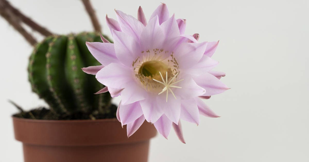 Echinopsis eyriesii, el cactus erizo con las flores más bonitas y facilísimo de cuidar