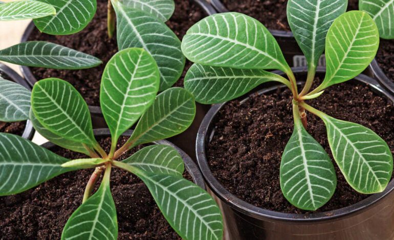 Así se cuida la euphorbia o joya de Madagascar, la belleza verde que lo resiste todo