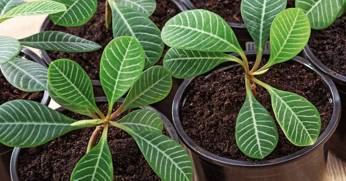 Así se cuida la euphorbia o joya de Madagascar, la belleza verde que lo resiste todo