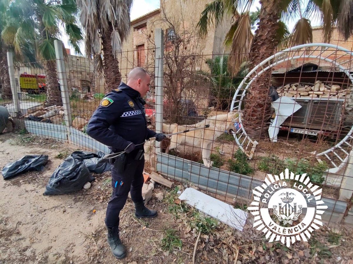 La Policía captura a un perro-lobo que atacó a su dueño y le provocó heridas graves en ambas piernas en València