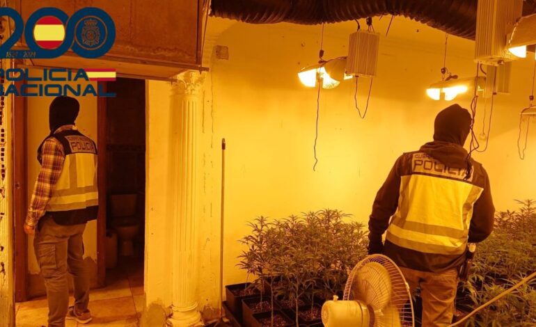 Desmantelan dos cultivos de marihuana con 776 plantas incautadas en las Tres Mil Viviendas de Sevilla