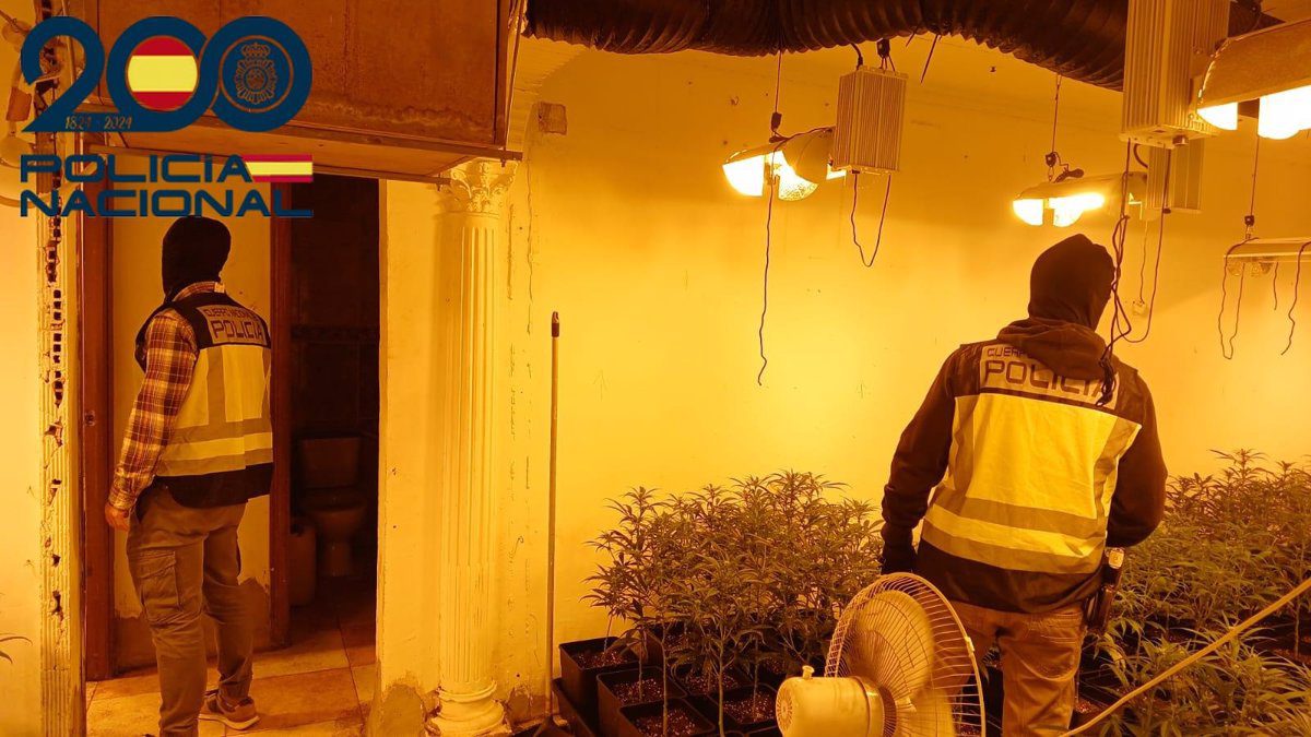 Desmantelan dos cultivos de marihuana con 776 plantas incautadas en las Tres Mil Viviendas de Sevilla