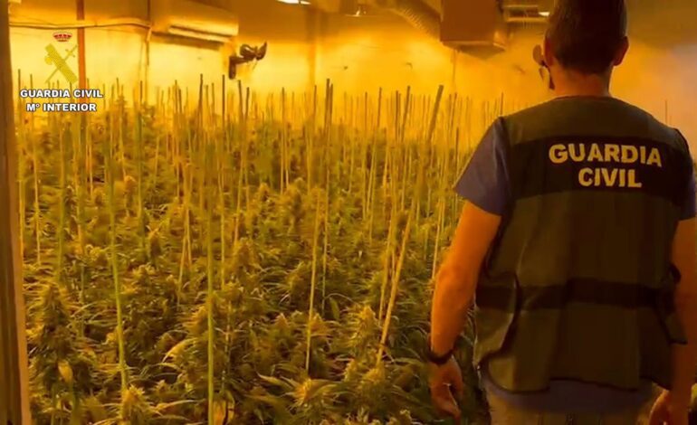 Intervenidas en Sevilla armas y 1.200 plantas de marihuana en tres operaciones contra el cultivo ilegal en la provincia