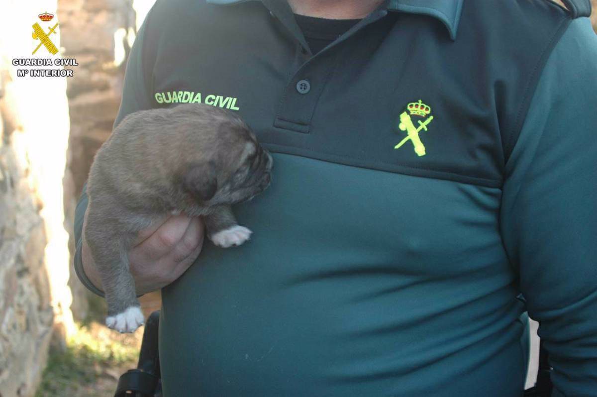 Investigan a una vecina de Almarza (Soria) que abandonó dos cachorros de mastín en un contenedor de basura