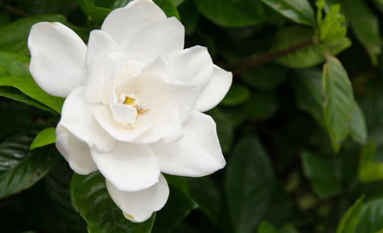 El fertilizante casero que es oro líquido para tus camelias, rododendros y gardenias