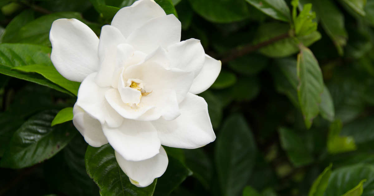 El fertilizante casero que es oro líquido para tus camelias, rododendros y gardenias