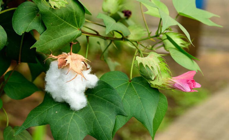 Descubre la bonita planta del algodón y aprende lo que necesitas para que prospere en tu casa