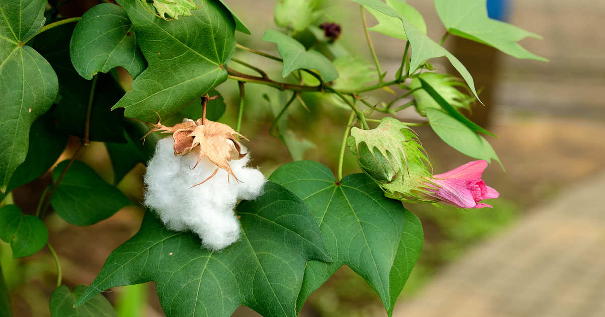 Descubre la bonita planta del algodón y aprende lo que necesitas para que prospere en tu casa