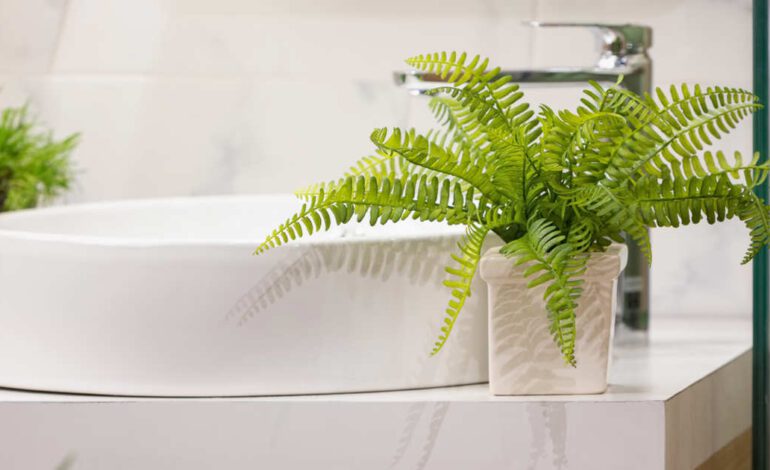 6 plantas que pueden ayudar contra el moho en el baño