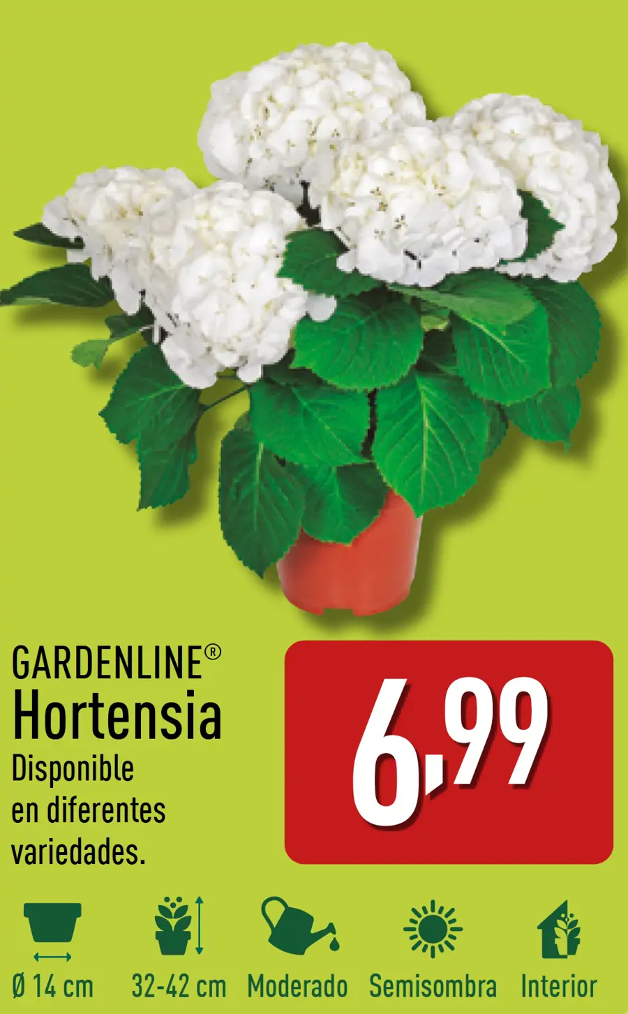 Aldi Horrensia