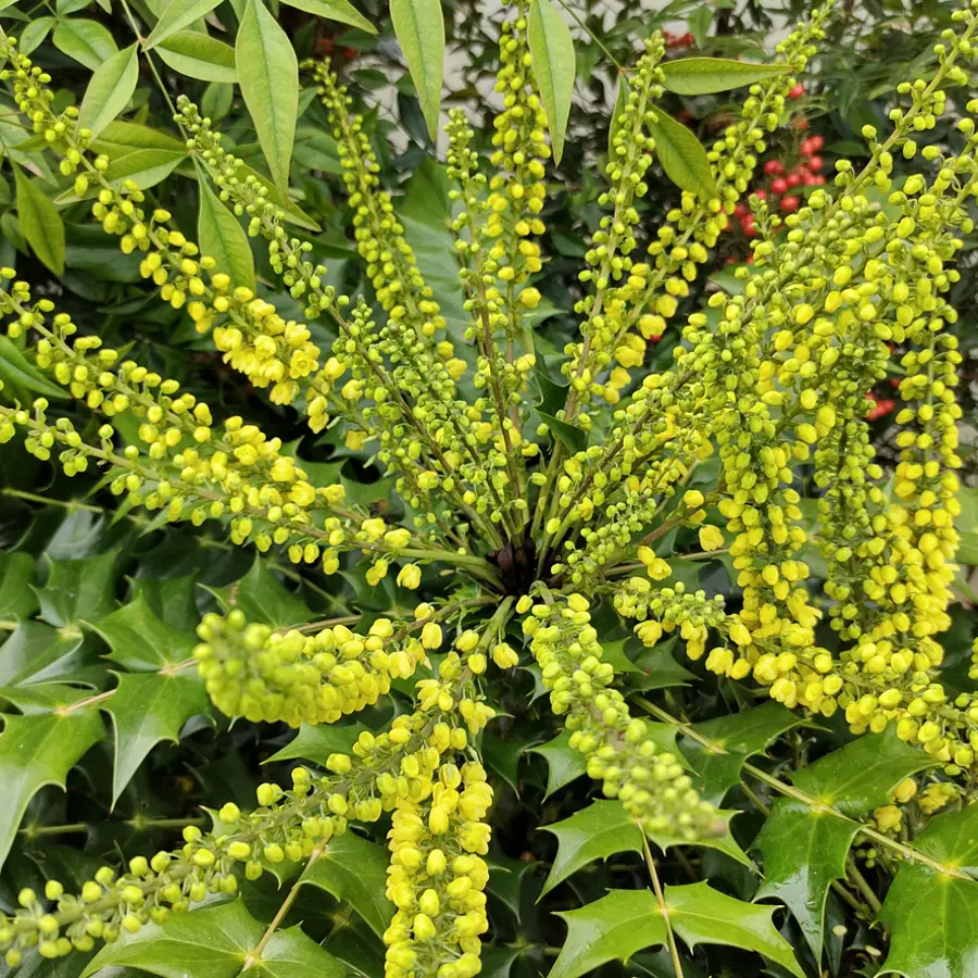 Mahonia x Media 'Winter Sun'