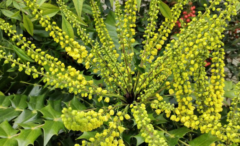 Esplendor en el jardín de invierno gracias a esta variedad de mahonia, una planta exuberante que estalla en cientos de flores