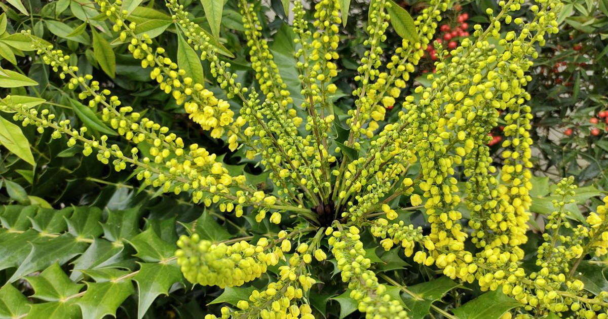 Esplendor en el jardín de invierno gracias a esta variedad de mahonia, una planta exuberante que estalla en cientos de flores