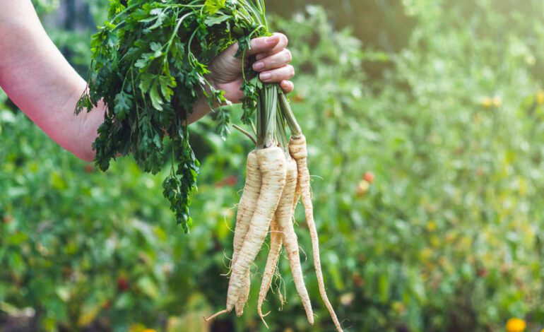 Cómo plantar la chirivía, la infravalorada hortaliza que da un toque gourmet a tus recetas de invierno