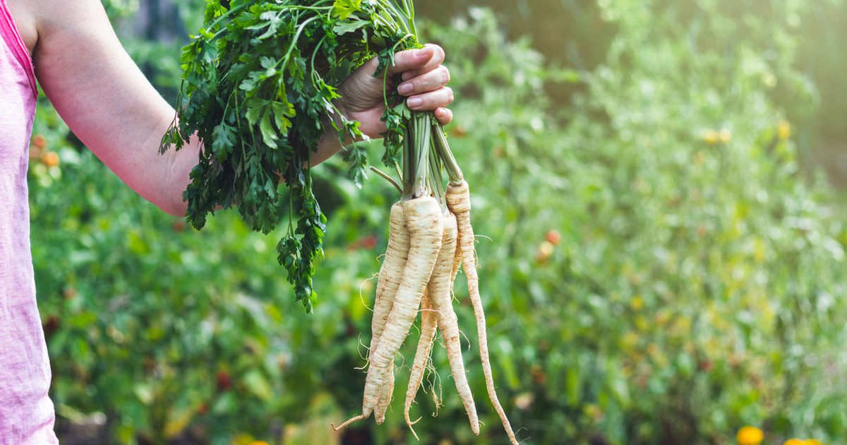 Cómo plantar la chirivía, la infravalorada hortaliza que da un toque gourmet a tus recetas de invierno