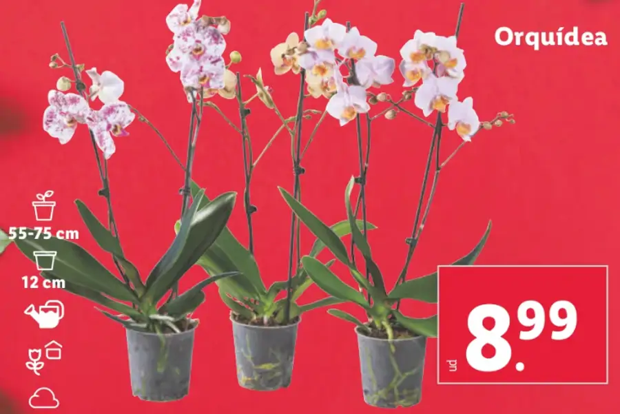 Orquídeas lidl