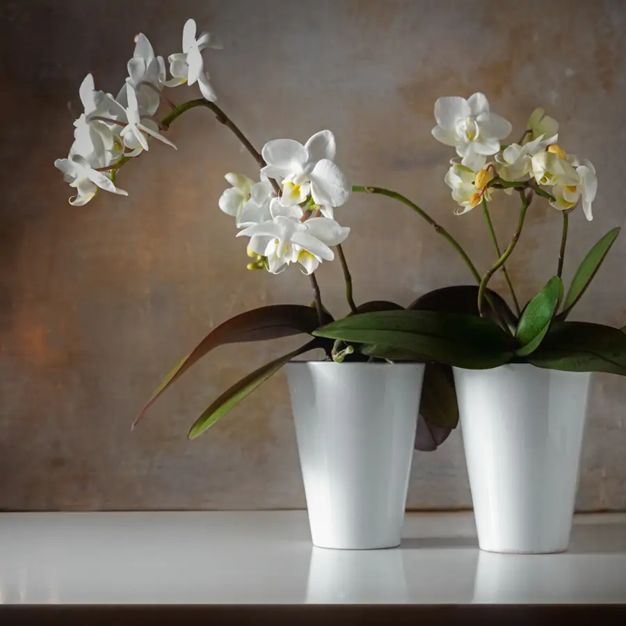 Orquídeas de Phalaenopsis