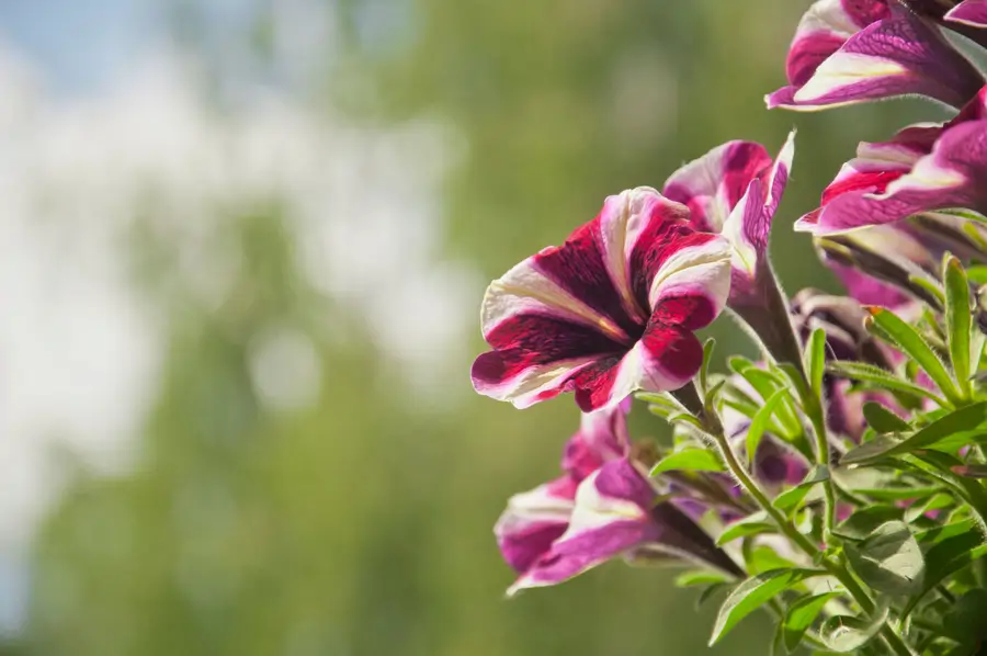 Superficie híbrida de Petunia