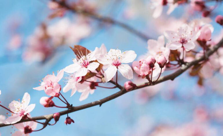 así puedes plantar y cuidar tu propio cerezo de flor japonés