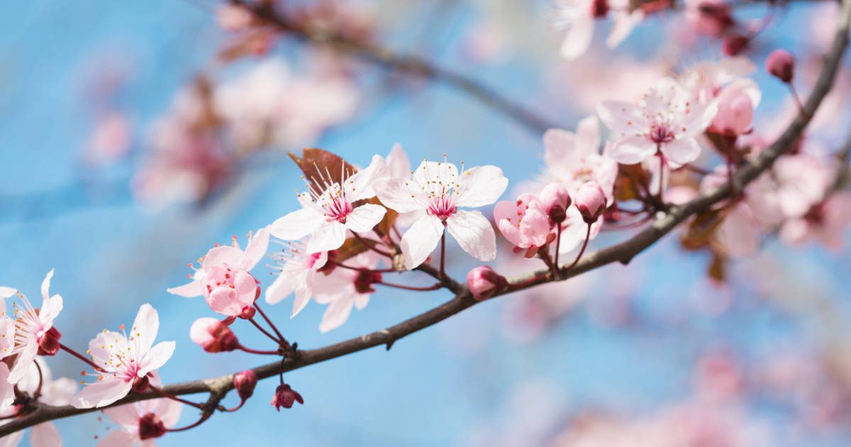 así puedes plantar y cuidar tu propio cerezo de flor japonés