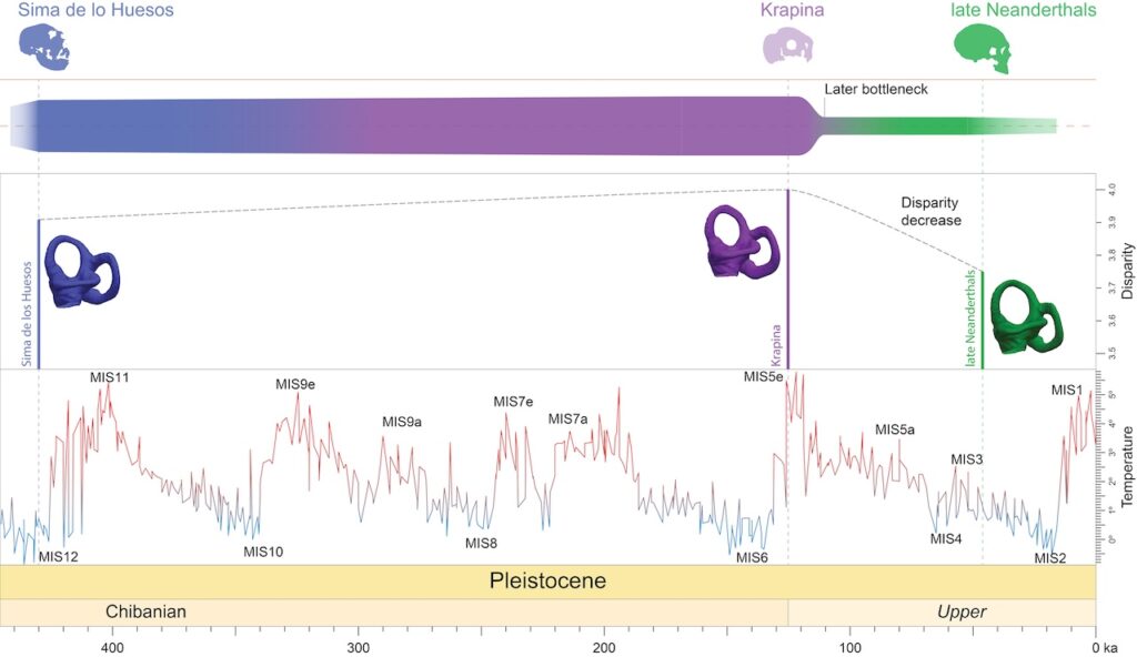 Representación esquemática de los cambios en la diversidad morfológica a lo largo de la historia evolutiva del linaje neandertal. Las poblaciones de los huesos y, en particular, de Krapina muestran cantidades similares de variación morfológica, lo que sugiere continuidad durante el Pleistoceno medio. Por otro lado, los neandertales clásicos tienen una diversidad mucho más baja, lo que indica una posible disminución en la variación fenotípica justo después de que el máximo térmico alcanzó aproximadamente 120,000 años, al comienzo del último ciclo glacial.