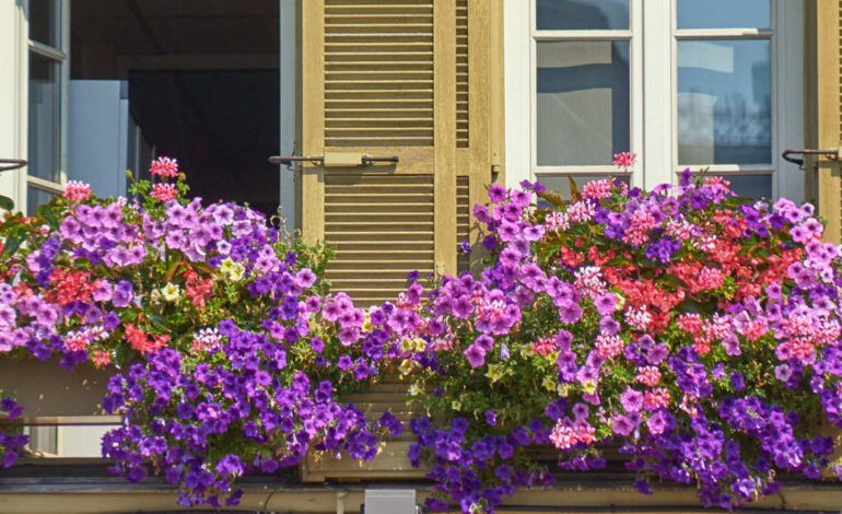 Así se cuidan las surfinias, las bonitas flores que traerán la primavera a tu casa