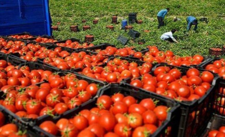 Un diputado francés propone que se prohiban las importaciones de tomates marroquíes