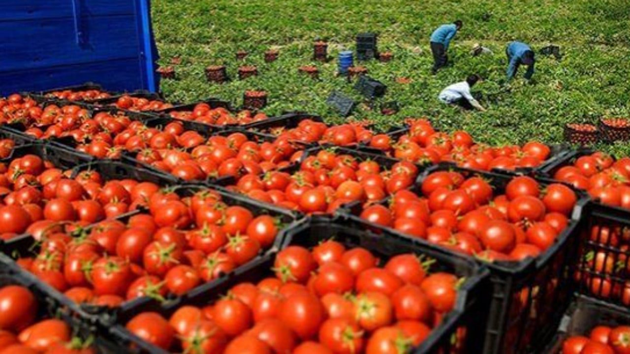 Un diputado francés propone que se prohiban las importaciones de tomates marroquíes