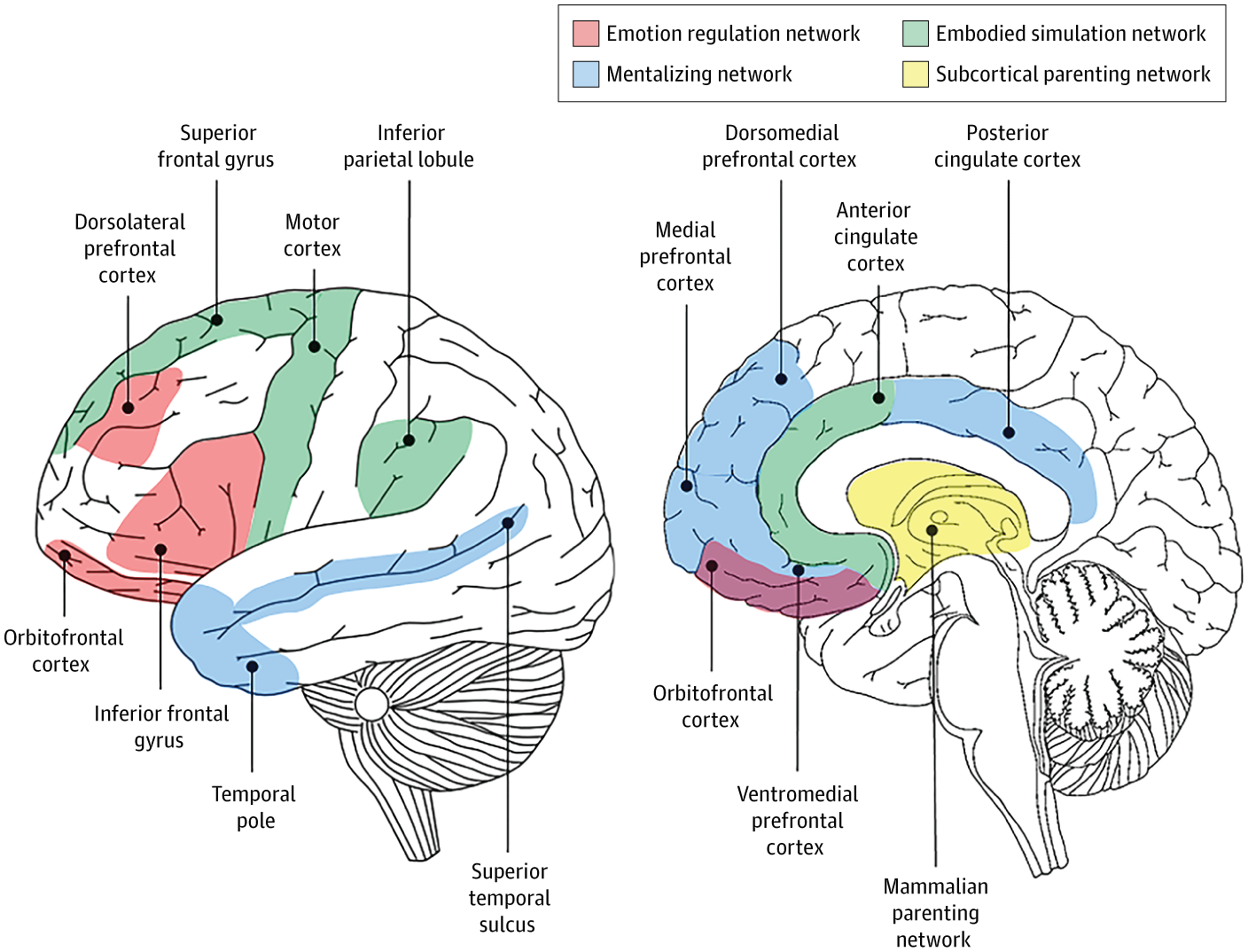 Cambios en el cerebro del hombre