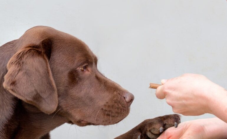 Hallan un gen común entre perros y humanos que predispone a la obesidad