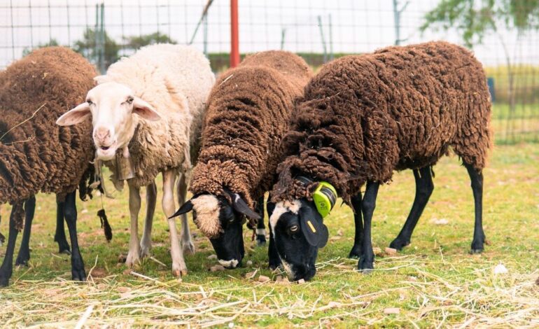 El cencerro digital que salva animales: «Sin él muchos ganaderos no sabrían vivir»