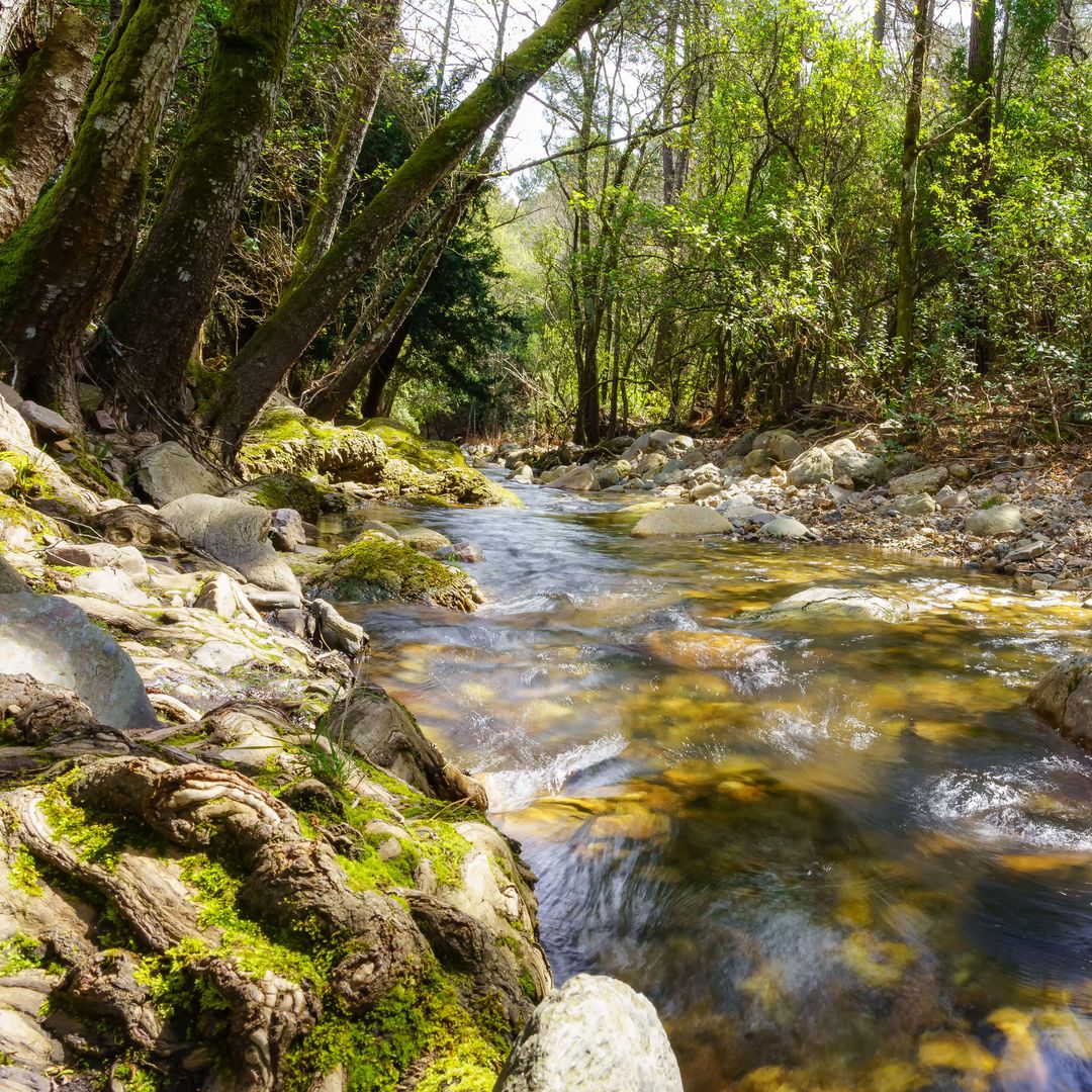 Riachuelo en el bosque de Batucas, Salamanca