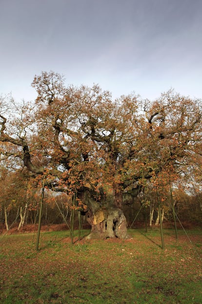 The Major Oak, en el bosque de Sherwood, en Nottinghamshire (Reino Unido).