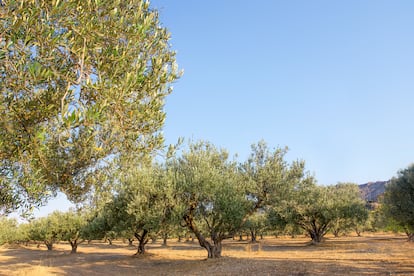 Olivos en la isla de Creta (Grecia).