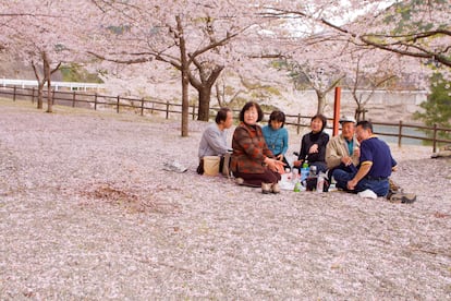 Una familia disfruta de un pícnic bajo los cerezos en flor en un bosque en Japón.