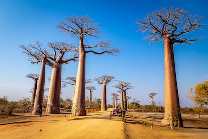 La famosa avenida de los baobabs de Madagascar.