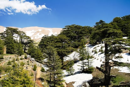 El bosque de los Cedros de Dios, situado en el valle de Qadisha (Líbano).