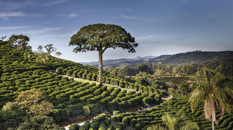 Plantación de Café Orfeu: preserva en sus haciendas un Jequitibá, un árbol nativo de más de 1.500 años