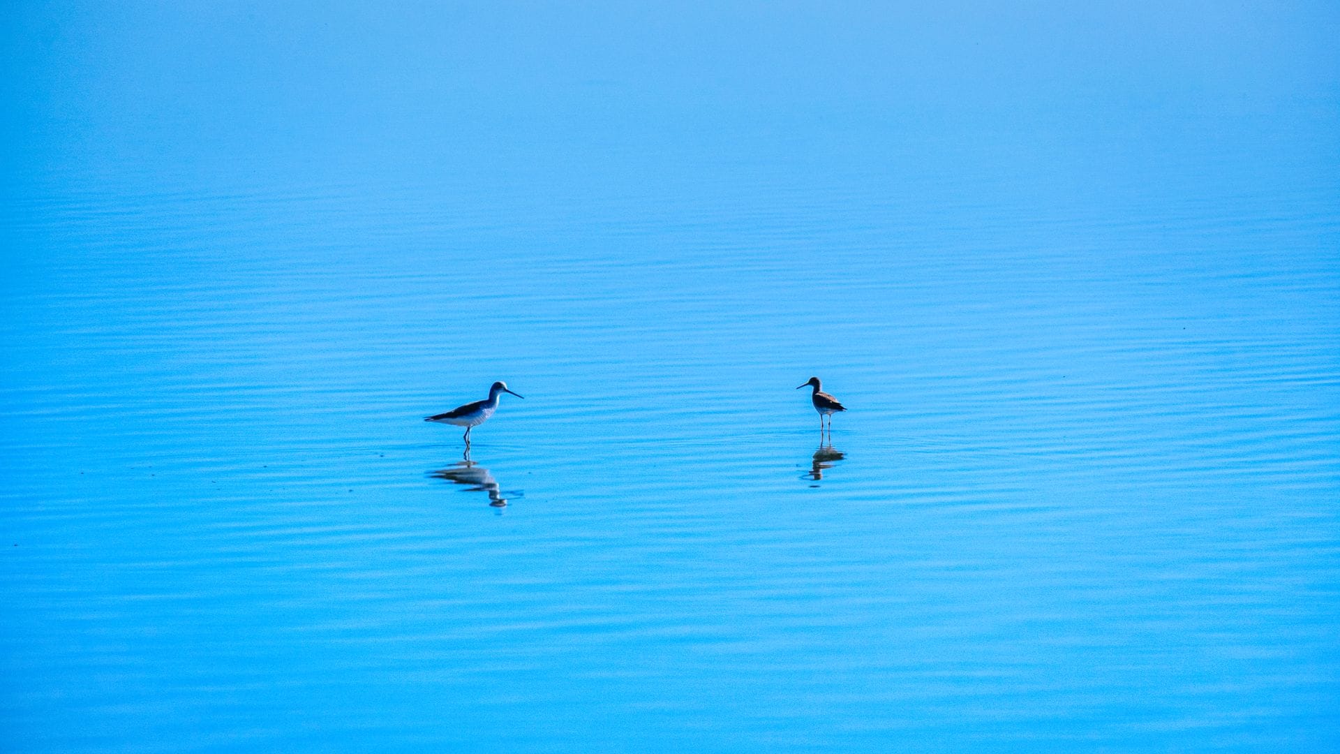 Pareja de pájaros en el Delta Ebro