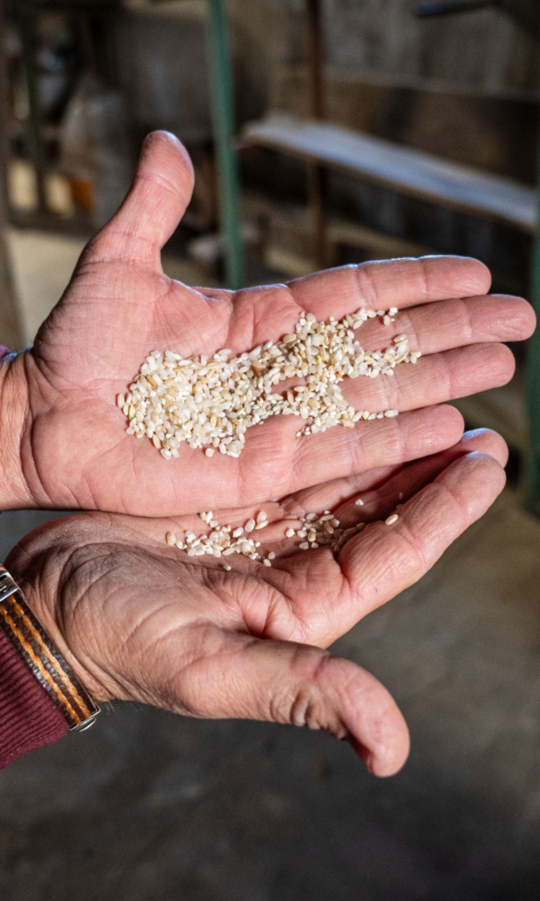 El arroz es un cereal estrechamente vinculado a la gastronomía del Delta