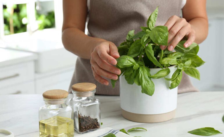 Desde que tengo estas plantas en la cocina siguiendo el feng shui, me siento más a gusto cocinando y huele siempre de maravilla