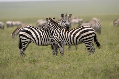 Zebras de Serengeti.