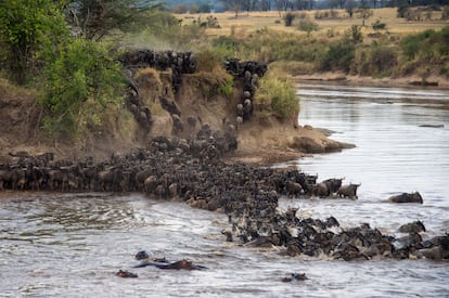 La gran migración, un momento salvaje en Serengeti.