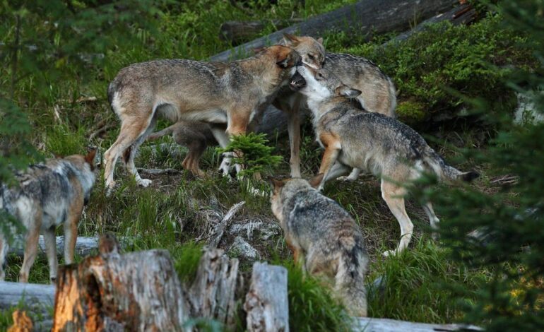 NUEVO HALLAZGO LOBO I El lobo ibérico tiene genes de perro y éste podría ser el motivo de su acercamiento a las casas, revela un estudio