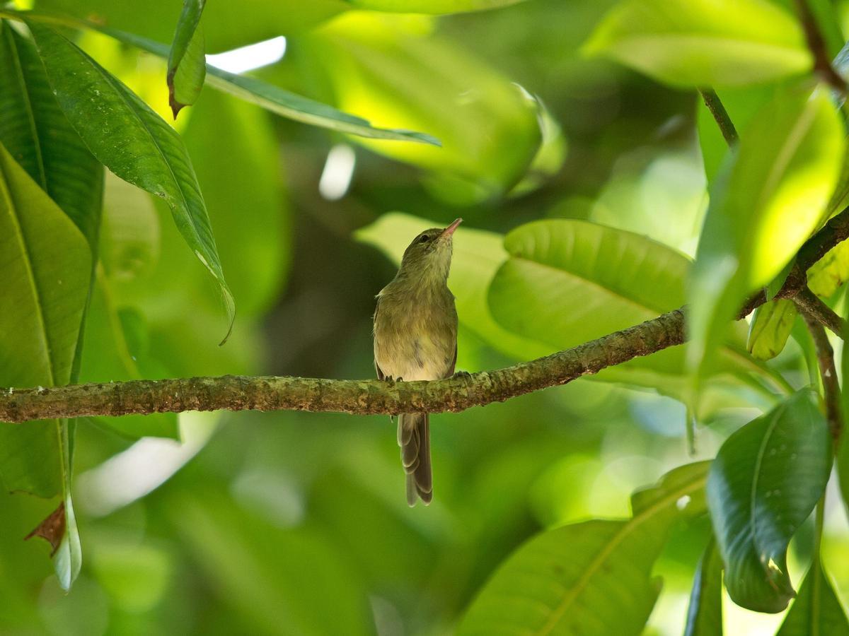 Carricero de Seychelles.